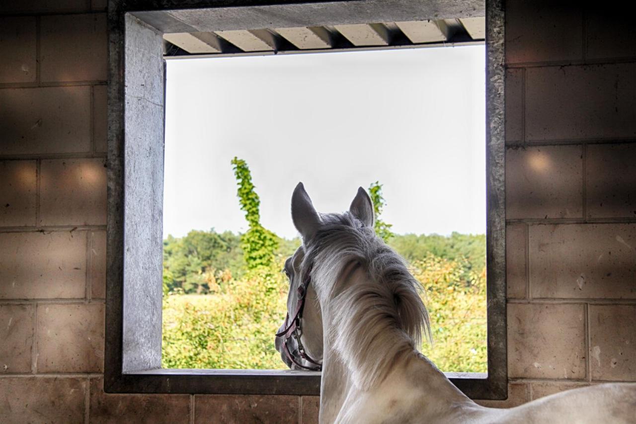 Horsetellerie Rheezerveen Hardenberg Luaran gambar