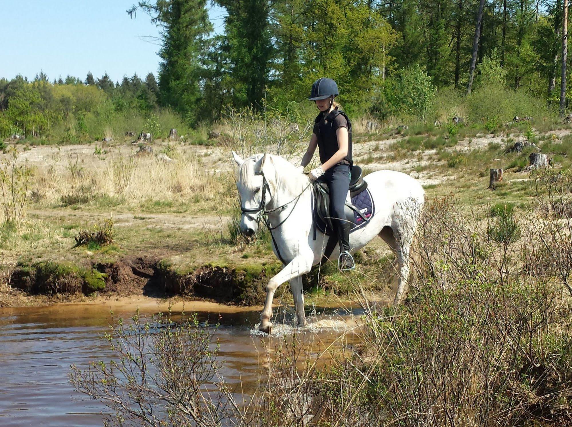Horsetellerie Rheezerveen Hardenberg Luaran gambar